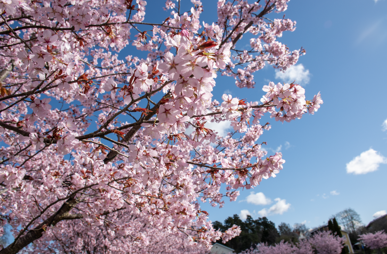 Vinterbild från hamnen i Trosa